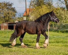 Shire horse klisna - 9