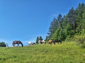 Obsadanie/výcvik koní/príprava na predaj - 9