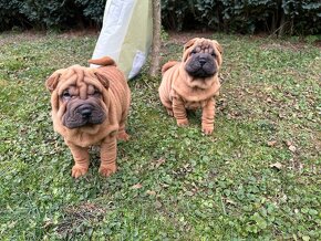 Šteniatka Sharpei, sarpej, sarpei - 9