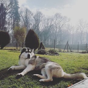 Predam šteniatka Sibírsky Husky - 9