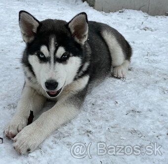 Predam šteniatka Sibírsky Husky - 9