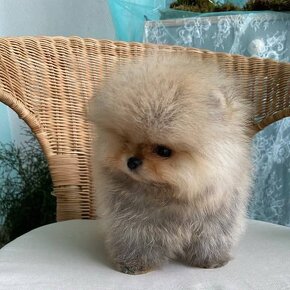 Pomeranian mini Boo - 9