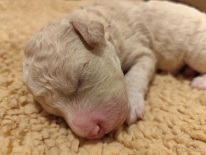 Lagotto Romagnolo PP FCI Polsko - 9