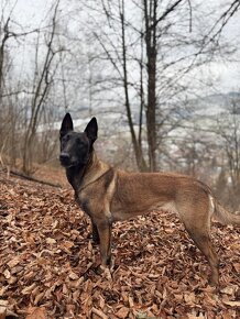 BELGICKÝ OVČIAK MALINOIS, CHS VERDONA SLOVAKIA - 9