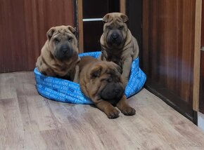 Shar-pei - 9