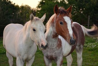 American Paint Horse PRIPÚŠŤANIE bay roan žrebcom - 9