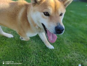 Shiba inu fenka s PP - 9