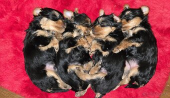 YORKSHIRE TERRIER S PP - 9