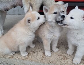 Šteniatka na predaj. Husky ×akita inu - 9