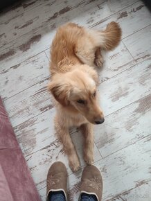 Zlatý Retriever ( kríženec ) - 10 mesačné šteňa. - 9