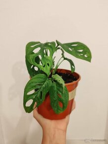 Monstera Adansonii - 9