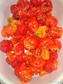 CHILLI PAPRIČKY - 9