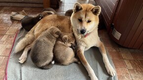 7 šteniatok Akita Inu na predaj – K odberu hneď - 9