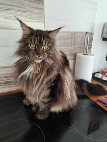 MAINE COON - Mainská mývalia s PP - 9