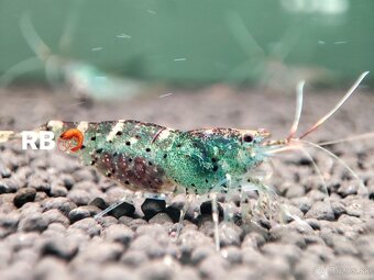 PREMIUM AKVA KREVETKY Caridina a Neocaridina - Odchovy - 9