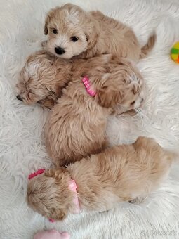 Maltipoo - 9