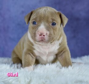 American bully Xl - 9