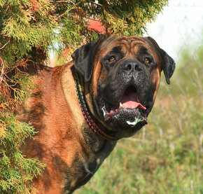 boerboel,  búrský buldok -jihoafrický mastif -feny - 9