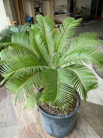 Cycas Revoluta - 9