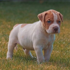 American bully xl, pitbull xxl - 9