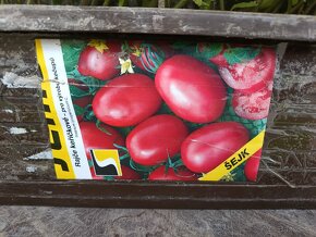 Priesady paradajky - 9