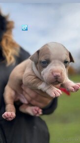 American Bully - 9