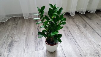 Zamiokulkas Zamioculcas (tmavo zelený) - 9