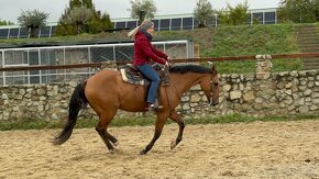 Predám 8r Quarter horse - 9