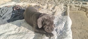 CANE CORSO - 9