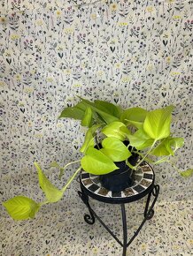 Epipremnum Golden Pothos - 9