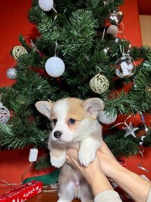 Welsh corgi pembrok - 9