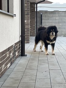 Tibetská doga (Tibetan Mastiff) - 9