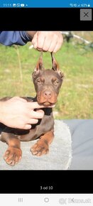 DOBERMAN ŠTENIATKA S FCI P.P. - 9