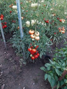 Jesenný a jarný cesnak , cibuľa a kapia - 9