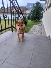 Shiba inu - 9