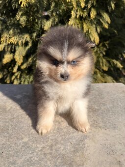 Pomsky / Pomeranian / Husky - 9