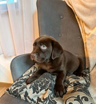 Šteniatka labrador na odber - 9