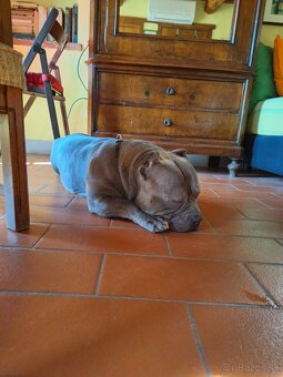 American Bully Pocket - 9