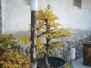 bonsai,bonsaj-DUB JESEN 34 - 9