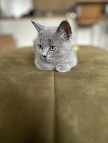 Britská modrá mačka - mačiatka k odberu - 9