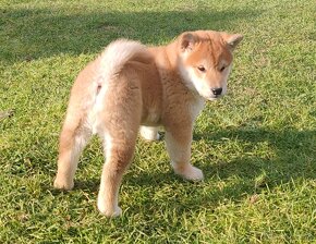 Shiba inu psýk s PP - 9