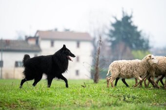 Belgický ovčák groenendael - 9