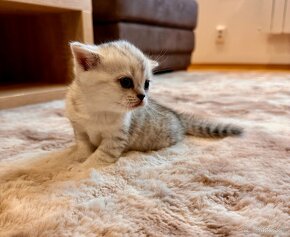 Škótska klapouchá mačka, scottish fold/straight s PP - 9