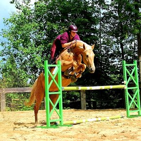 Kobyla na šport, zdravá, palomino, priamo od chovateľa - 9