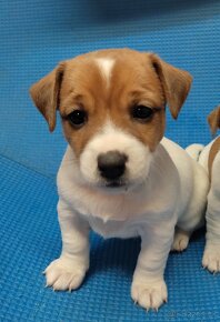 Jack russel terier - 9