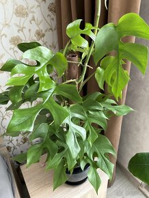 Rhaphidophora tetrasperma (Monstera Minima) - 9