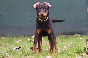 Beauceron s PP - 9