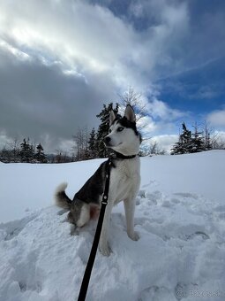 Sibírsky husky na krytie - 9