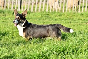 Welsh Corgi Cardigan -  k odběru - 9