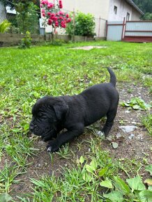 Predám šteniatka psíkov CANE CORSO - 9